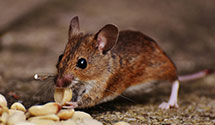 24 Hour & Emergency Exterminators in Cuddy, PA